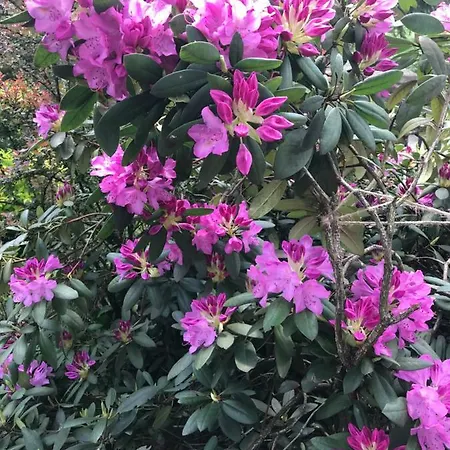 Πανσιόν Anastasia